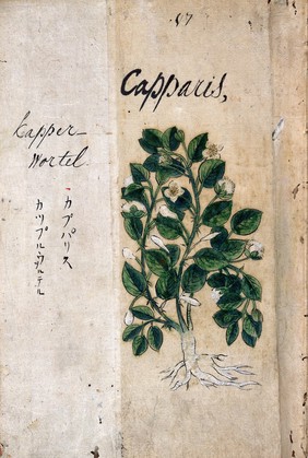 Japanese Herbal, 17th century