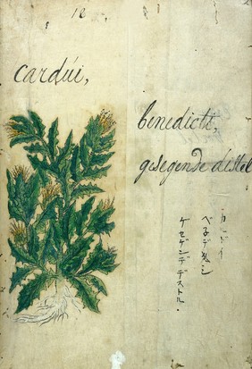 Japanese Herbal, 17th century