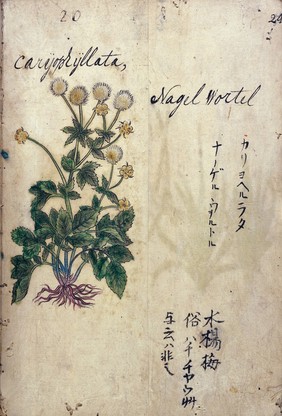 Japanese Herbal, 17th century