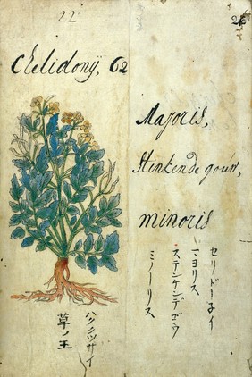 Japanese Herbal, 17th century