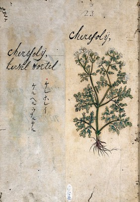 Japanese Herbal, 17th century