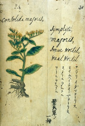 Japanese Herbal, 17th century