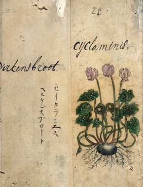 Japanese Herbal, 17th century