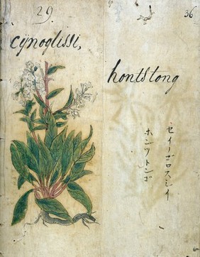 Japanese Herbal, 17th century