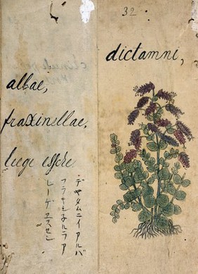 Japanese Herbal, 17th century