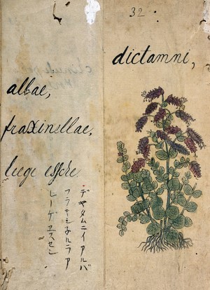 view Japanese Herbal, 17th century