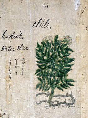 Japanese Herbal, 17th century