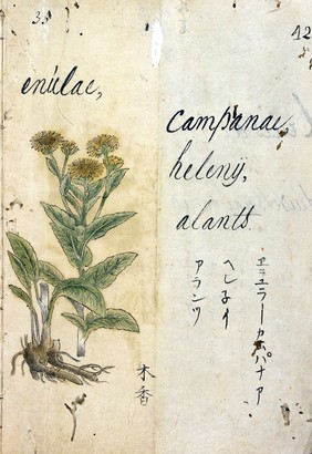 Japanese Herbal, 17th century.