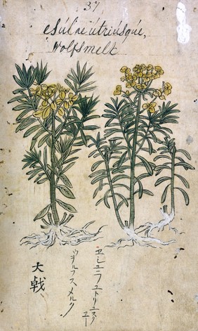 Japanese Herbal, 17th century