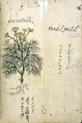 Japanese Herbal, 17th century