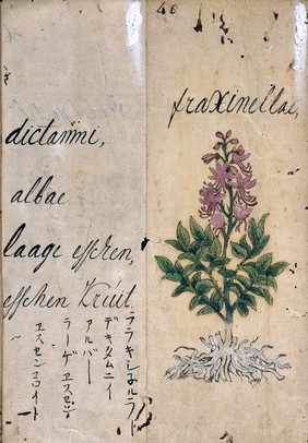 Japanese Herbal, 17th century