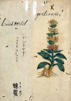 view Japanese Herbal, 17th century