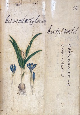 Herbal, 17th century