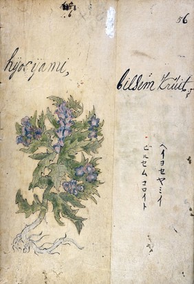 Japanese Herbal, 17th century