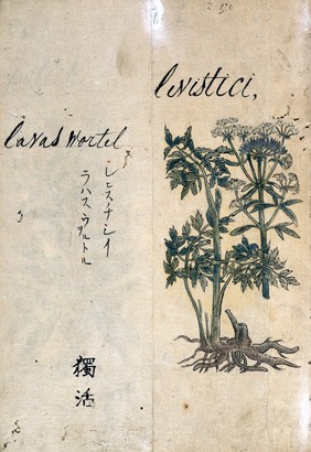 Japanese Herbal, 17th century