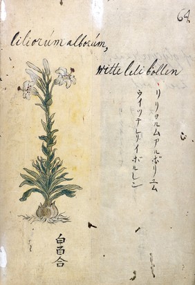 Japanese Herbal, 17th century