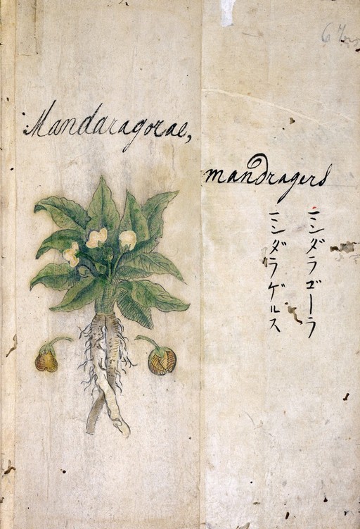 Japanese Herbal, 17th century