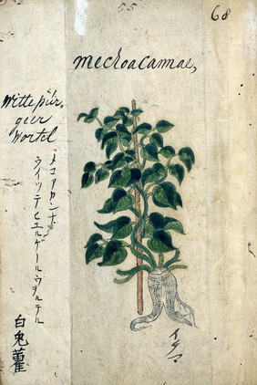 Japanese Herbal, 17th century