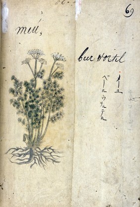 Japanese Herbal, 17th century