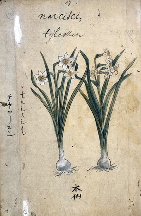 Japanese Herbal, 17th century