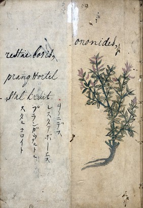 Japanese Herbal, 17th century