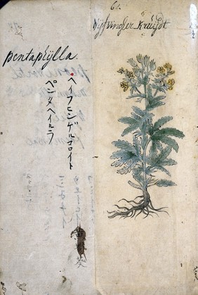 Japanese Herbal, 17th century