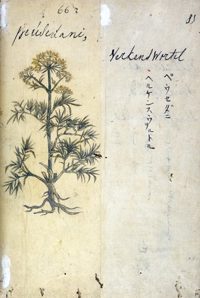 Japanese Herbal, 17th century