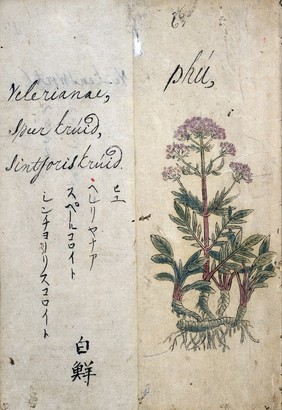 Japanese Herbal, 17th century