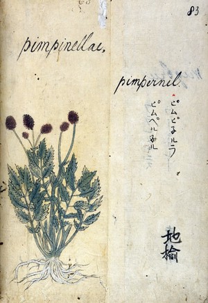 view Japanese Herbal, 17th century