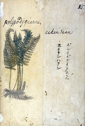 Japanese Herbal, 17th century