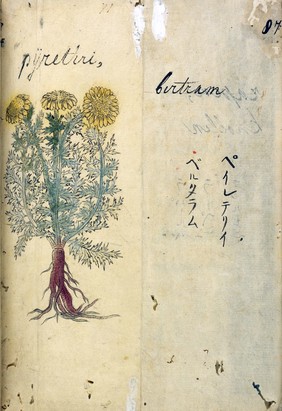 Japanese Herbal, 17th century