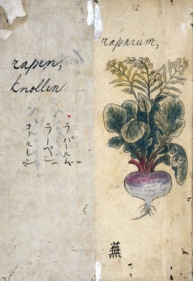 Japanese Herbal, 17th century