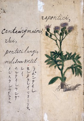 Japanese Herbal, 17th century