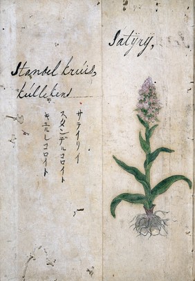 Japanese Herbal, 17th century