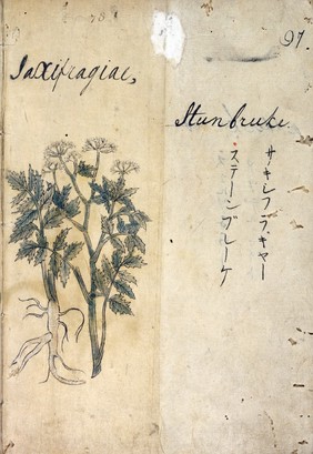 Japanese Herbal, 17th century