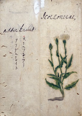 Japanese Herbal, 17th century