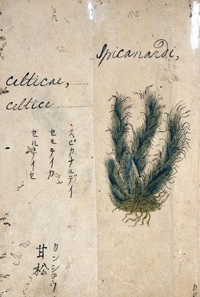 Japanese Herbal, 17th century