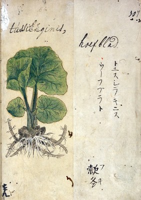 Japanese Herbal, 17th century