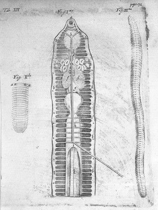Opera omnia / [Thomas Willis].