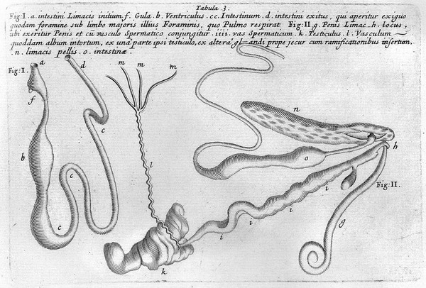 Historiae conchyliorum, liber primus [-quartus] / [Martin Lister].