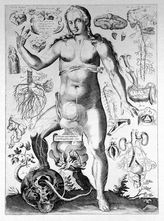 Dissection du corps humain, Remmelin, c.1640