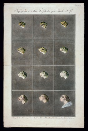 Twelve stages in the sequence from the head of a frog to the head of a primitive man. Coloured etchings by Christian von Mechel after J.C. Lavater, 1797.