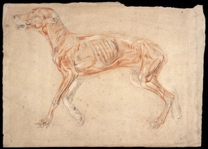 view A greyhound, écorché. Chalk drawing attributed to J.F. Lewis.