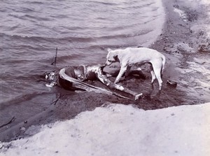 view Benares (Varanasi), Uttar Pradesh: a human cadaver abandoned in the water being examined by a dog. Photograph.