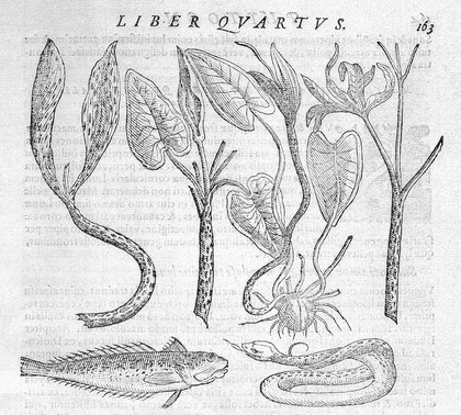 Phytognomonica Io. Baptistae Portae Neap. octo libris contenta. In qvibvs nova, facillimaqve affertur methodus, qua plantarum, animalium, metallorum, rerumque denique omnium ex prima extimae faciei inspectione quiuis abditas vires assequatur. Accedvnt ad haec confirmanda infinita propemodu selectiora secreta. Summo labore, temporis dispendio, & impensarum iactura vestigata, explorataq; cvm privilegio / [Giambattista della Porta].