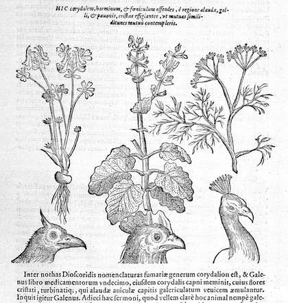Phytognomonica Io. Baptistae Portae Neap. octo libris contenta. In qvibvs nova, facillimaqve affertur methodus, qua plantarum, animalium, metallorum, rerumque denique omnium ex prima extimae faciei inspectione quiuis abditas vires assequatur. Accedvnt ad haec confirmanda infinita propemodu selectiora secreta. Summo labore, temporis dispendio, & impensarum iactura vestigata, explorataq; cvm privilegio / [Giambattista della Porta].