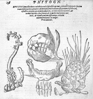 Phytognomonica Io. Baptistae Portae Neap. octo libris contenta. In qvibvs nova, facillimaqve affertur methodus, qua plantarum, animalium, metallorum, rerumque denique omnium ex prima extimae faciei inspectione quiuis abditas vires assequatur. Accedvnt ad haec confirmanda infinita propemodu selectiora secreta. Summo labore, temporis dispendio, & impensarum iactura vestigata, explorataq; cvm privilegio / [Giambattista della Porta].