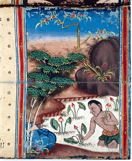 MS Thai 3, detail from one of the leaves