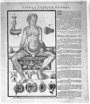 view Anatomical fugitive sheet, female