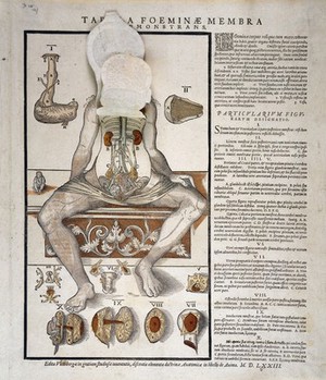 view Anatomical fugitive sheet, female